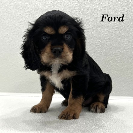 puppy, for, sale, Cockilier, Joe & Cherri  Overlease, dog, breeder, Miller, MO, dog-breeder, puppy-for-sale, forsale, nearby, find, puppyfind, locator, puppylocator, aca
